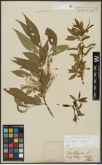 Foto von Salix alba L. x Salix fragilis L.